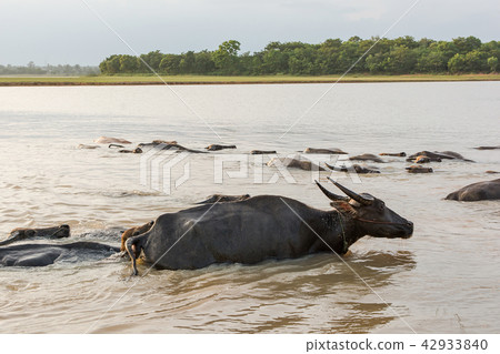 buffalo swimming in a river. buffalo swimming in a river. 42933840
