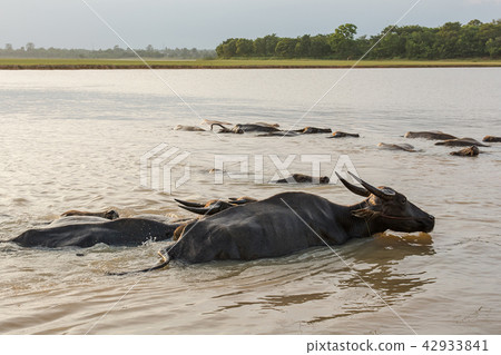 buffalo swimming in a river. buffalo swimming in a river. 42933841