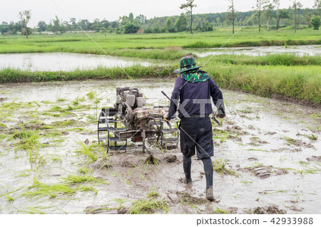 plows machine - Farmer using walking tractor plows machine - Farmer using walking tractor 42933988