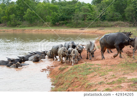 buffalo swimming in a river. buffalo swimming in a river. 42934205