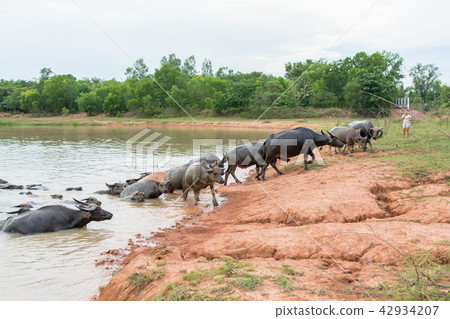 buffalo swimming in a river. buffalo swimming in a river. 42934207