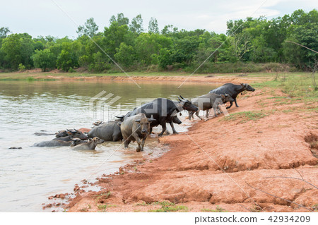 buffalo swimming in a river. buffalo swimming in a river. 42934209