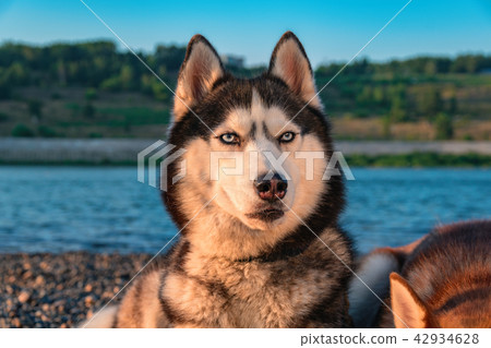 Portrait of Siberian husky dog Portrait of Siberian husky dog 42934628