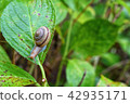 Hydrangea and snail 42935171