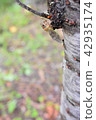 Cicadas 42935174