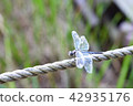 Beautiful Dragonfly 1 42935176