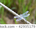 Beautiful Dragonfly 2 42935179