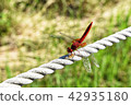 Beautiful Dragonfly 3 42935180