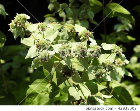Mountain Mint / Tachikawa ' 42935302