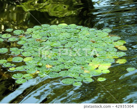 Lily of water lily floating on the surface / Tachikawa ' Lily of water lily floating on the surface / Tachikawa ' 42935304
