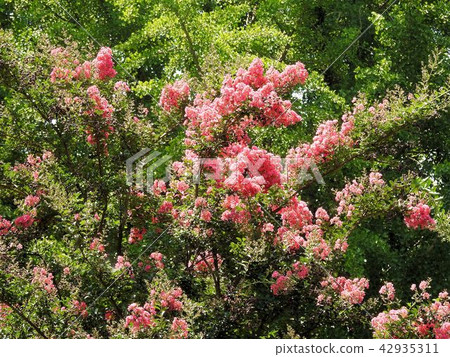 Karasuberi / Tachikawa ' Karasuberi / Tachikawa ' 42935311