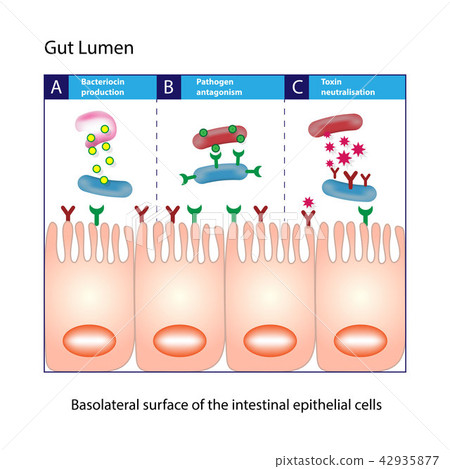 Gut Lumen. Columnar epithelial cells 42935877