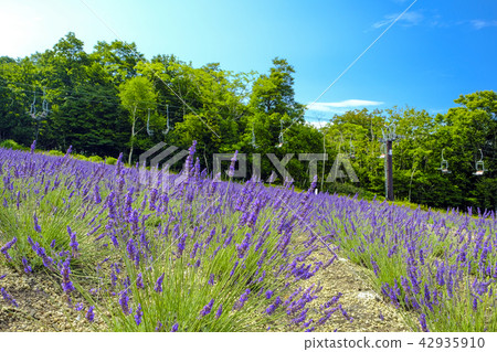 薰衣草田和電梯 42935910