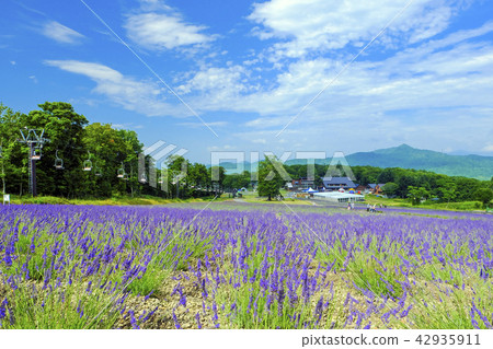 夏季薰衣草公園1 夏季薰衣草公園1 42935911