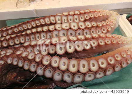 章魚 42935949