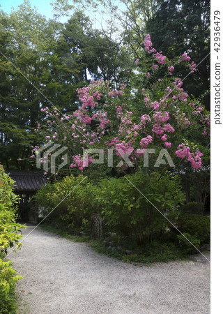 Yakuzenji在Iwafuneji盆地開花 42936479