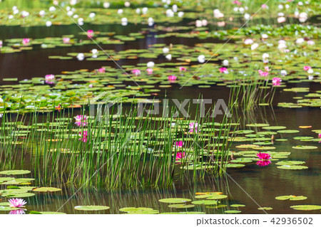 Water lily Fukushima Terunami 42936502