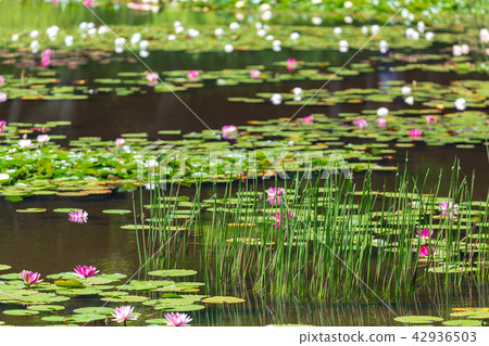 Water lily Fukushima Terunami 42936503
