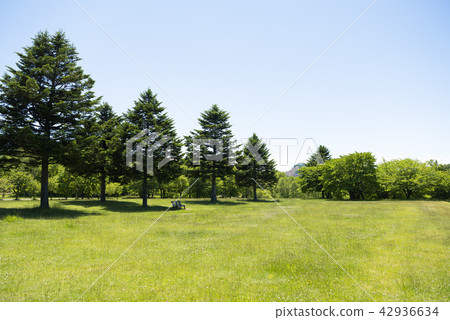 Prairie and tree background 42936634