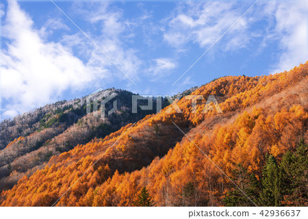 Autumn leaves of the Northern Alps 42936637