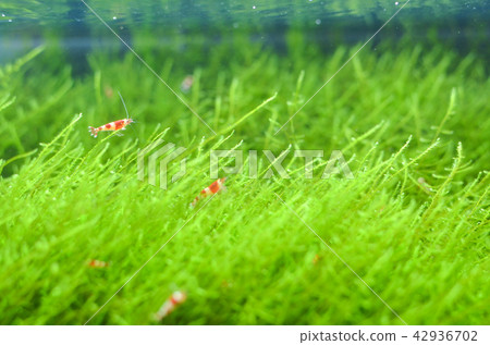 Red Bish Lump 42936702