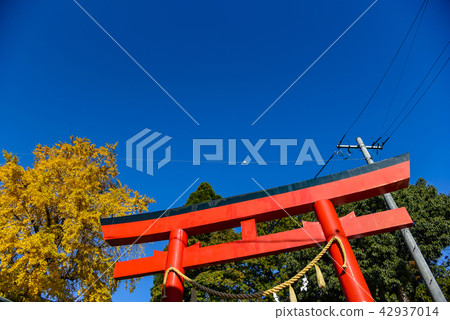 Chiyoshi Inari Shinku Torii Torii ginkgo biloba that gave yellow leaves 42937014