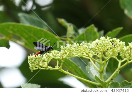 Living thing Insects Tsumugi bee, it is a beautiful bee that is large and divided into two colors, but it does not look like yellow 42937413