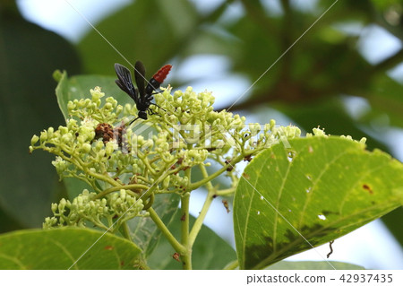 Creatures Insects Tsumugi beech, Ishigakijima in June. While trowning with Taiwan Wow Nazi Creatures Insects Tsumugi beech, Ishigakijima in June. While trowning with Taiwan Wow Nazi 42937435