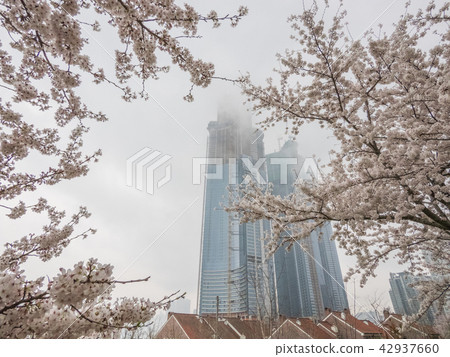 櫻桃樹，el城市，春天 42937660