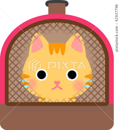 Cat that entered pet carry Cat that entered pet carry 42937796