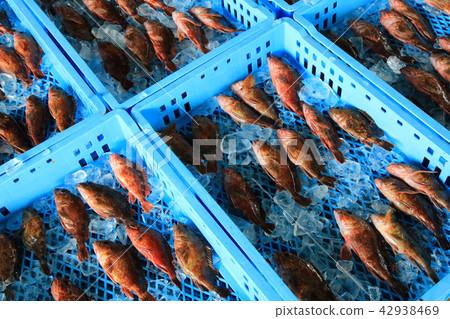 釣魚在漁港的魚 釣魚在漁港的魚 42938469