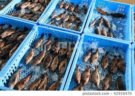 釣魚在漁港的魚 釣魚在漁港的魚 42938470