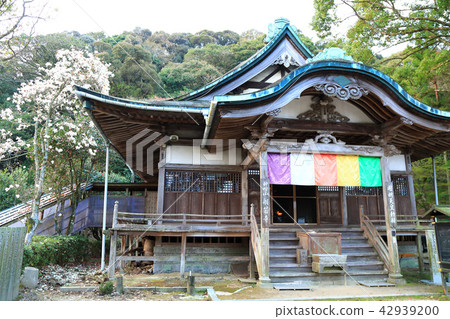 春天山口縣Kamiyama Koen wondaji 42939200