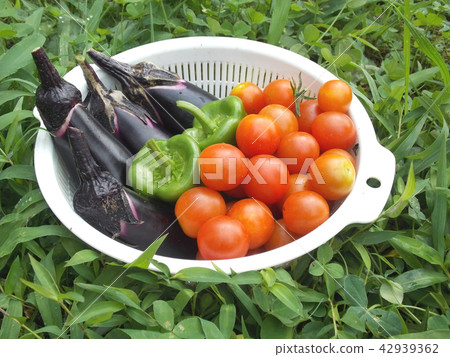 Summer vegetable Summer vegetable 42939362