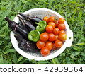 夏季蔬菜 42939364
