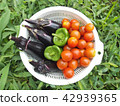 夏季蔬菜 42939365