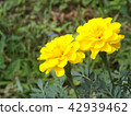 萬壽菊 42939462