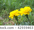 萬壽菊 42939463
