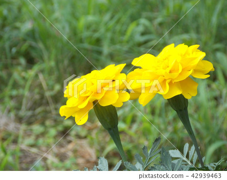Marigold Marigold 42939463