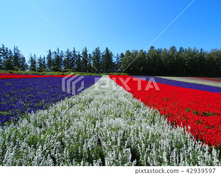 Flower garden Flower garden 42939597