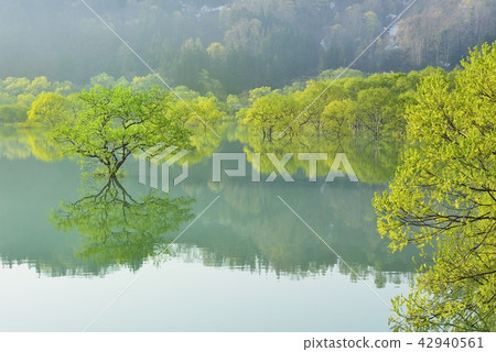 Submerged forest of Shirakawa lake 42940561