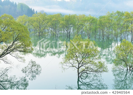 Submerged forest of Shirakawa lake 42940564