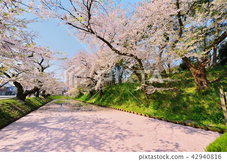 櫻花和花筏在弘前城堡 櫻花和花筏在弘前城堡 42940816