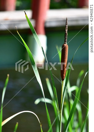 Ears of a bamboo at the base of the bridge 42940871