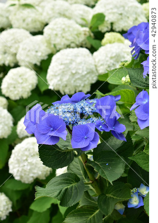 Hydrangea in front of a white hydrangea Hydrangea in front of a white hydrangea 42940873