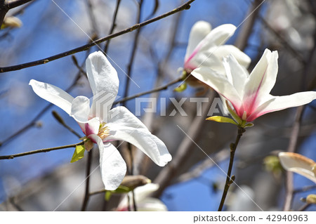 Kobushi（辣） 42940963