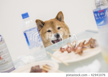 Shiba Inu aiming for meals 42941076