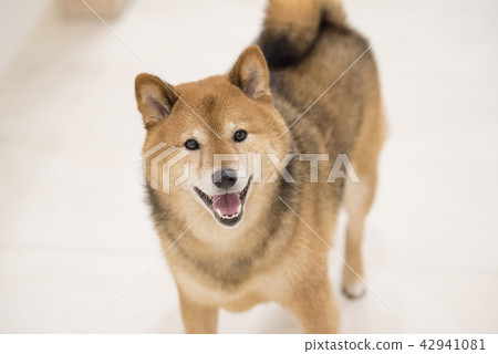 Shiba Inu with a smile, Looking at the camera Shiba Inu with a smile, Looking at the camera 42941081
