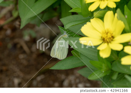 Butterfly 42941166