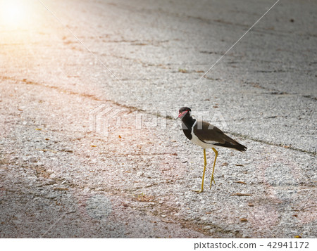 Red wattled Lapwing walking on the road in morning Red wattled Lapwing walking on the road in morning 42941172